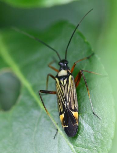Miris striatus